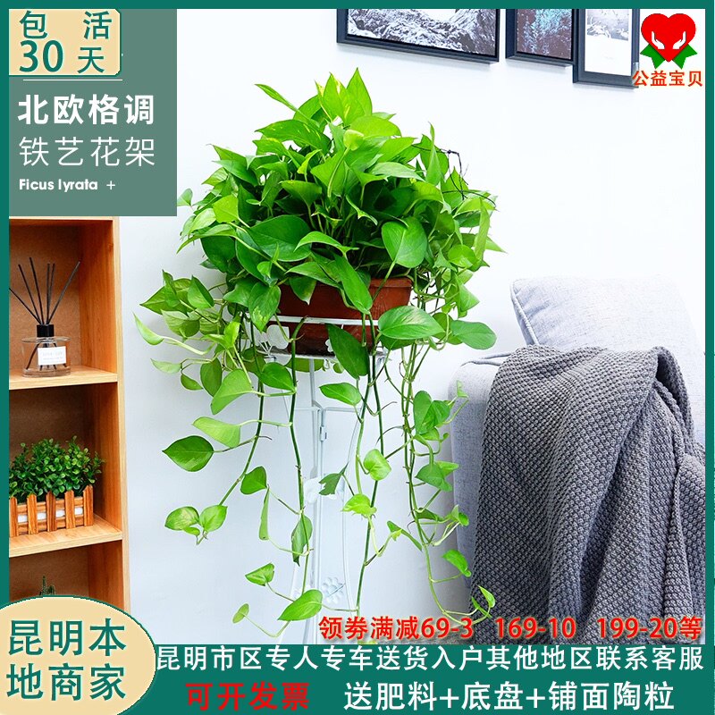 观叶植物花架价格 观叶植物花架图片 星期三