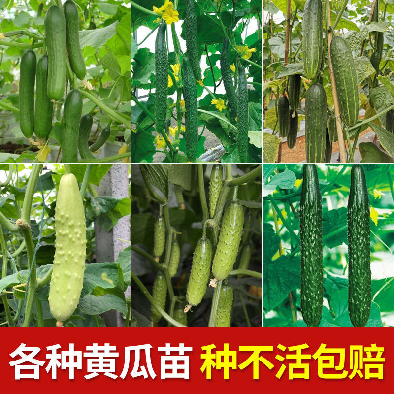 黄瓜苗水果黄瓜苗盆栽地栽四季蔬菜水果黄瓜秧苗早熟高产包成活