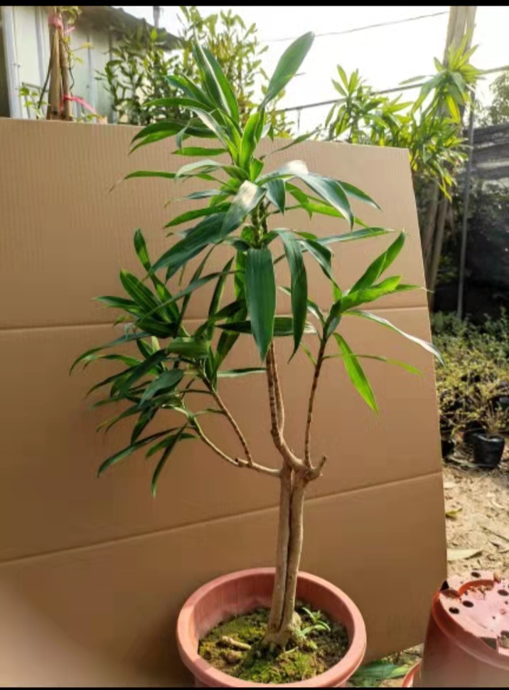 百合竹小苗百合竹盆栽图片