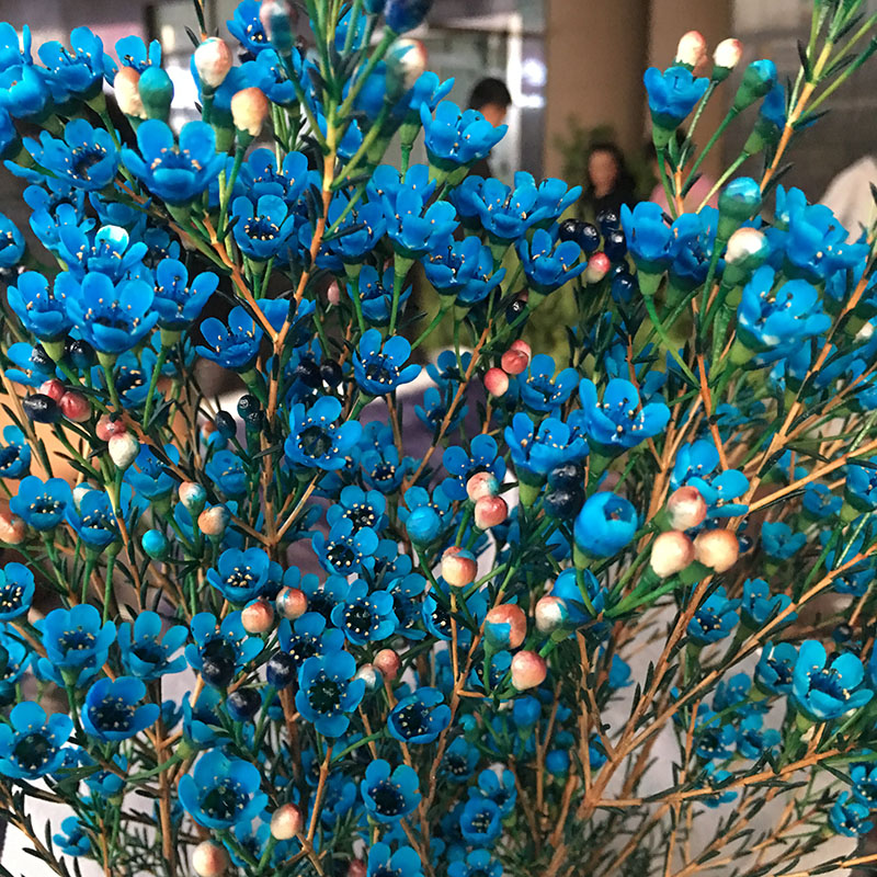 腊梅鲜花澳洲腊梅鲜花 梅花 真花泡水开花枝条平头鲜切水培蓝色彩