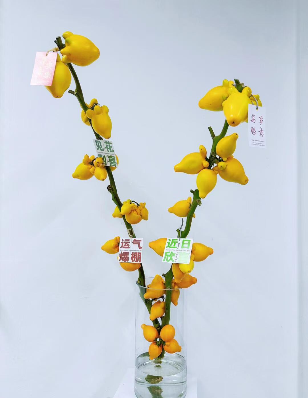 黄金果鲜花五代同堂黄金果小猪佩奇果长寿果福禄果乳茄果年宵花材