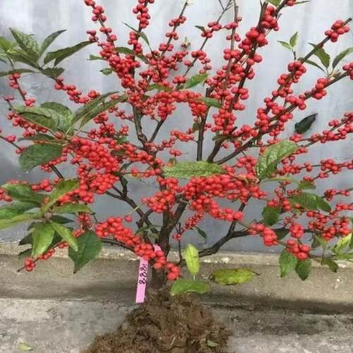 北美冬青树苗盆栽地栽室内室外