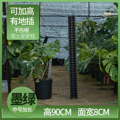 龟背竹热植攀爬柱固定繁殖神器