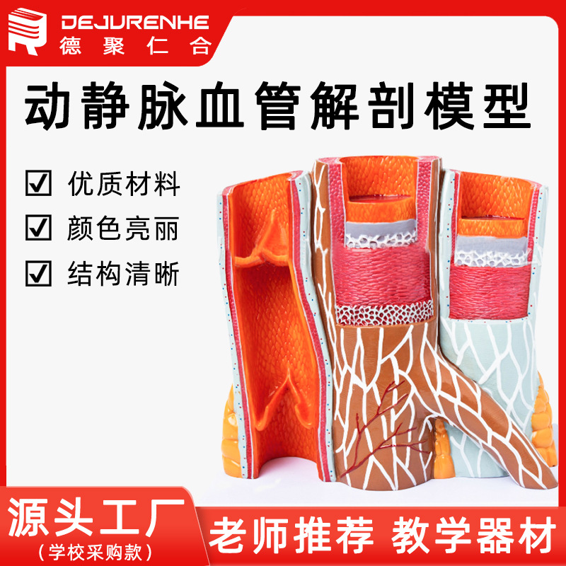 人体动静脉血管模型器官解剖放