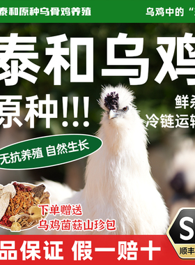 原种泰和乌鸡林下散养新鲜现杀现发鸡整只活鸡煲汤滋补药膳鸡