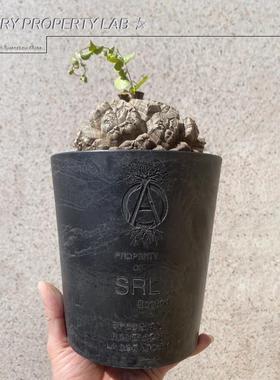 18潮流块根植物龙舌兰龟甲龙SRL黑胶藤原浩覆古简约花盆