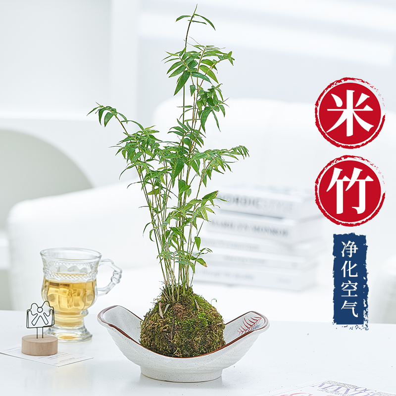 苔藓球米竹四季好养室内阳台造景
