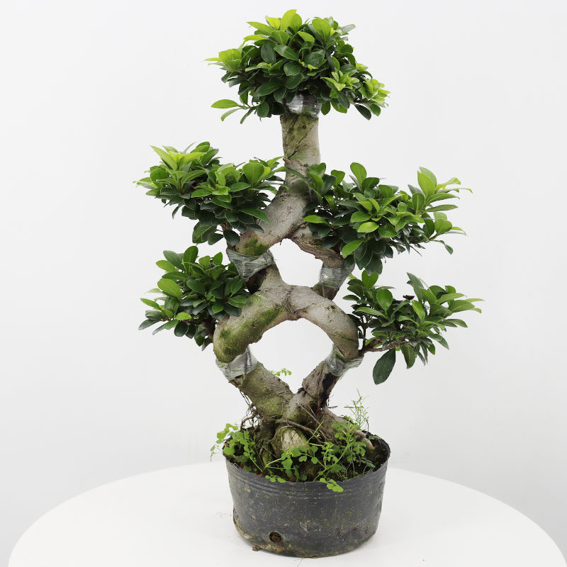 榕树造型树桩盆景苗室内植物人参小叶s型榕树盆栽绿植四季长青花