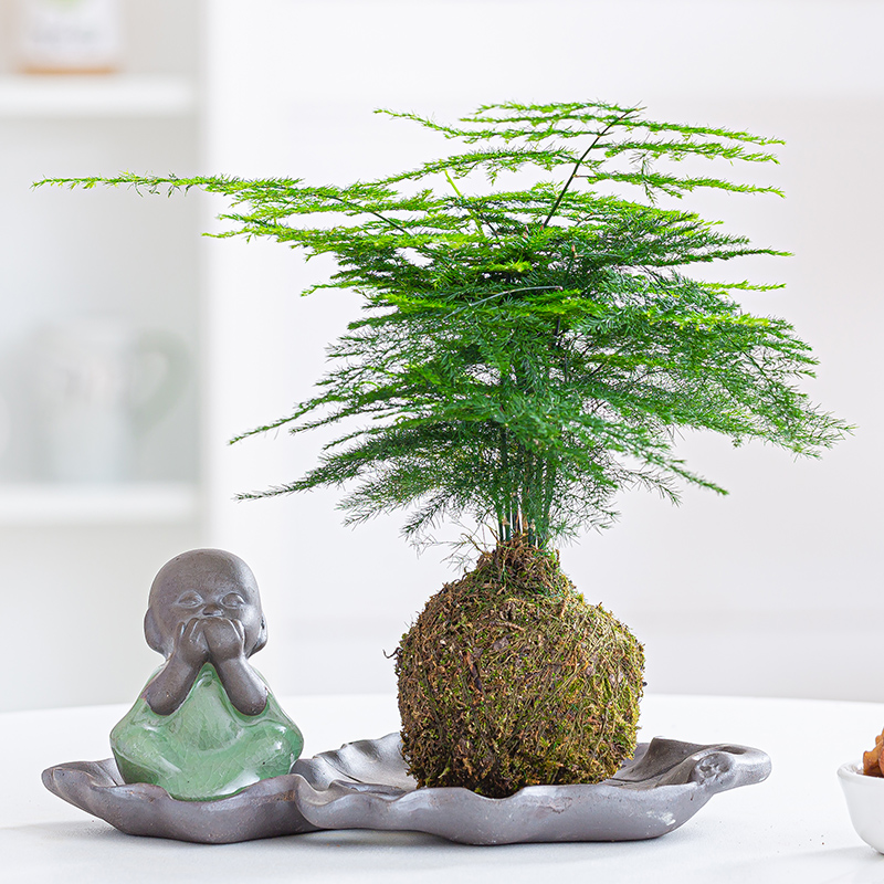 文竹苔藓球植物四季好养绿植盆栽