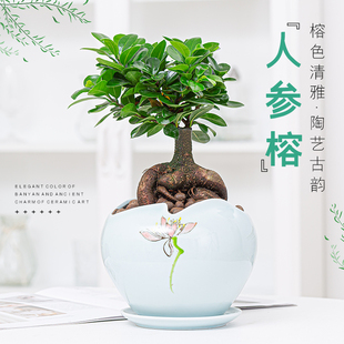 榕树盆景老桩大型S造型绿植金钱榕盆栽人参榕树苗观茎树桩小叶榕