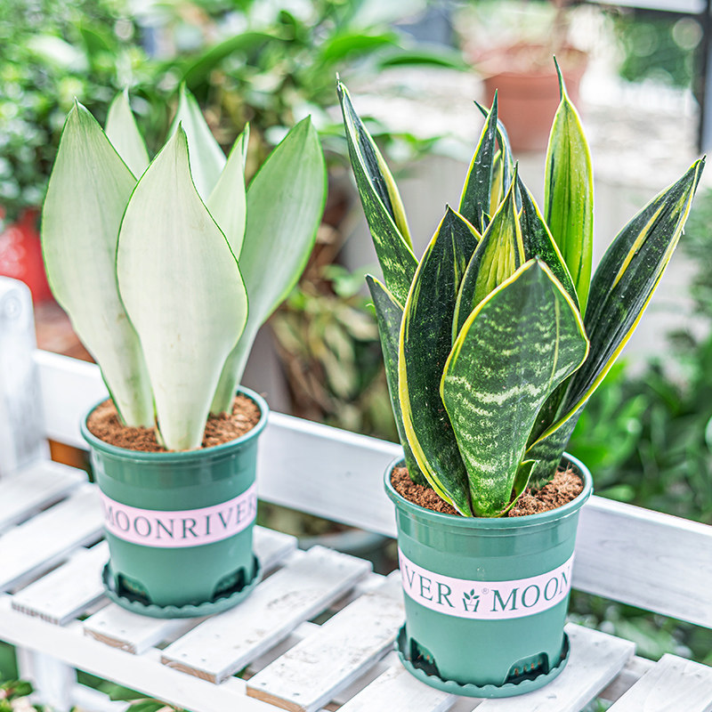 金边虎皮兰北欧风净化空气植物办公室大型花卉盆栽客厅北欧虎尾兰