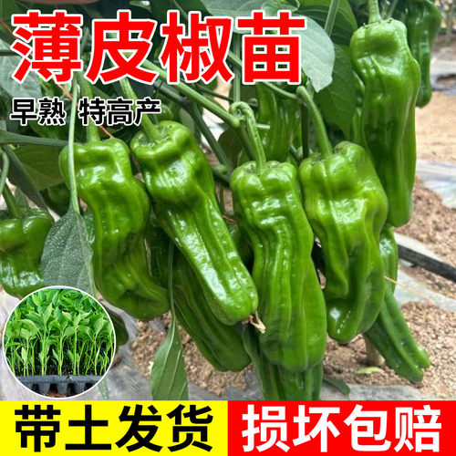 薄皮青椒苗带土球发货