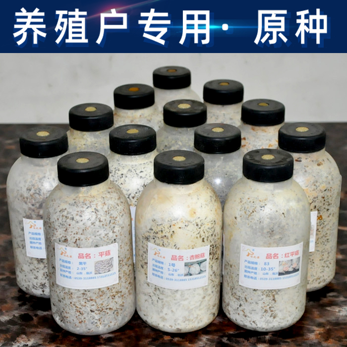 蘑菇种植菌种原种栽培养殖户农用批量盆一二三级食用平姬秀珍基地