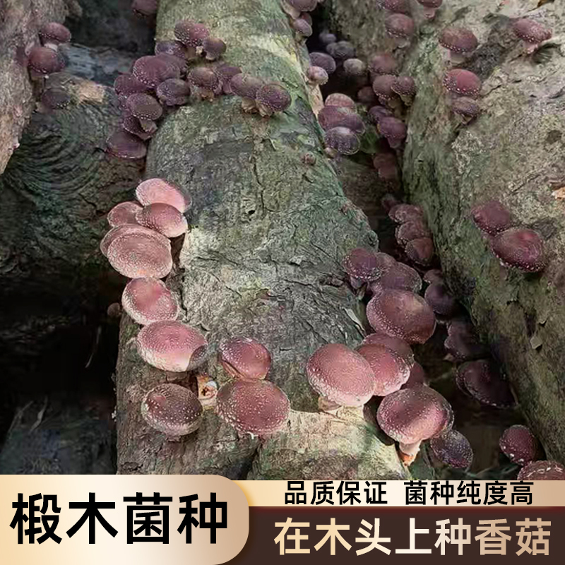 椴木菌种木头上种蘑菇香菇木耳