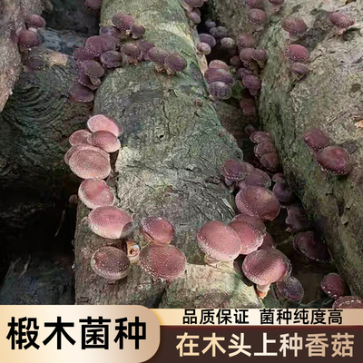 椴木菌种木头上种蘑菇香菇木耳