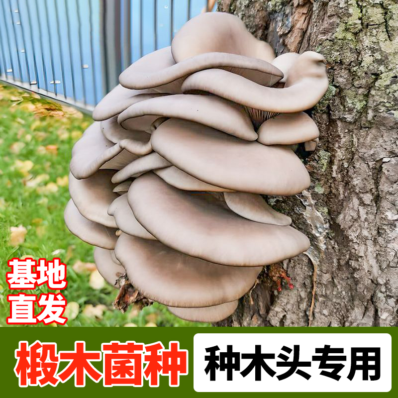 香菇菌种种木头专用黑木耳食用菌