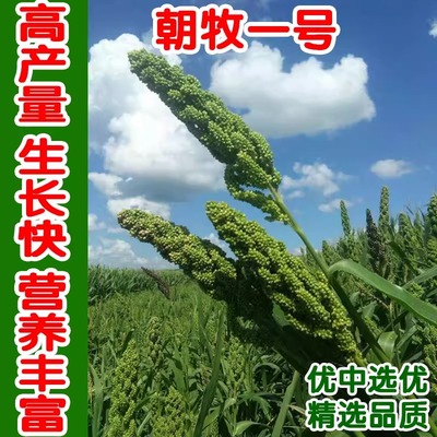 耐旱盐碱的牧草朝牧一号稗子羊碱