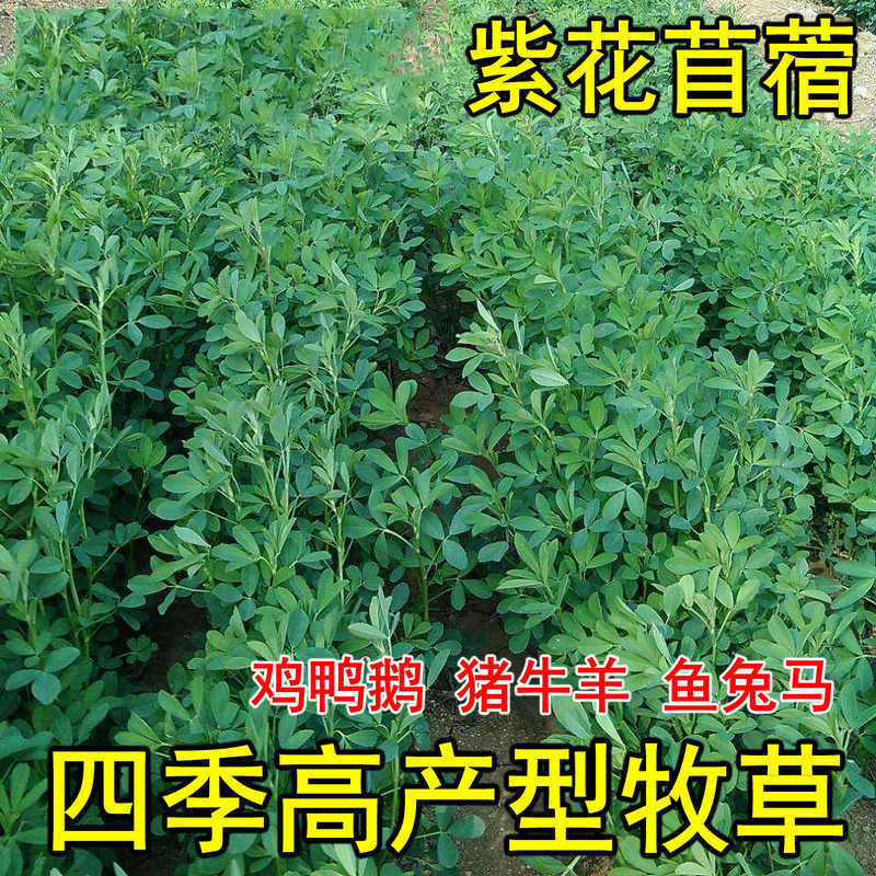 紫花苜蓿草种籽四季喂猪免鱼草籽种植牧草种子孑食用播种高产