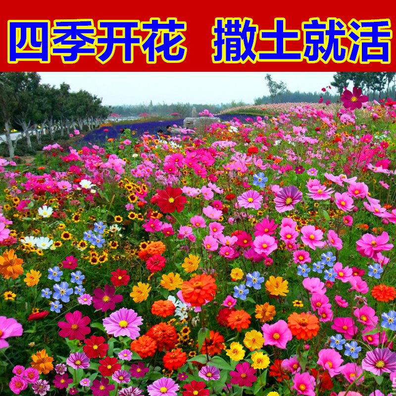 波斯七彩四季开花庭院