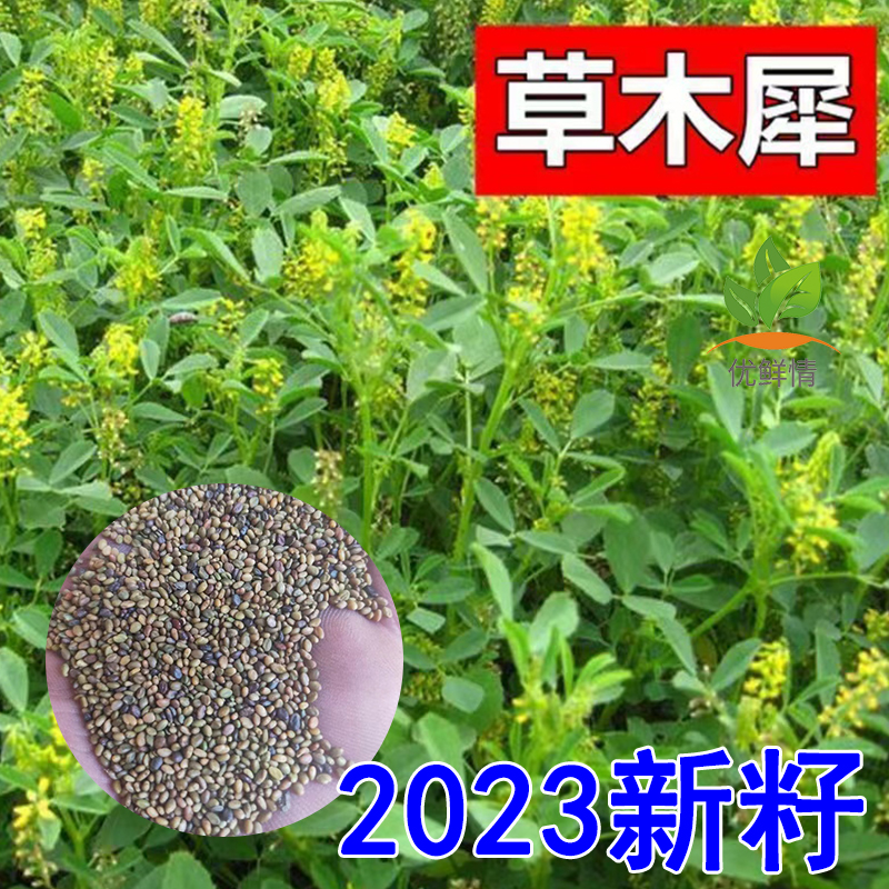 黄花苜蓿草木犀多年生牧草种子南北方柱花草营养高猪牛羊鸡鸭草籽