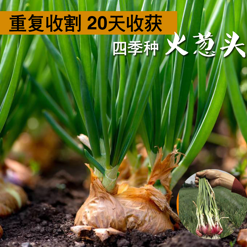 红葱头火葱头小香葱根苗小葱种子四季葱种籽春秋冬季盆栽蔬菜种孑