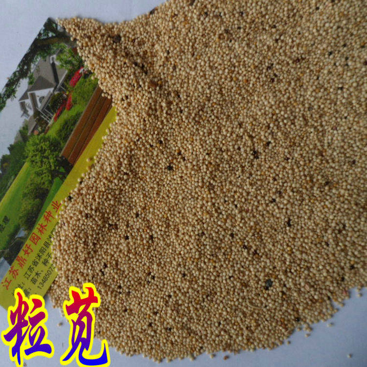 籽粒苋种子 耐寒高产 蛋白畜禽牧草 黑白黄千穗谷美国籽粒苋