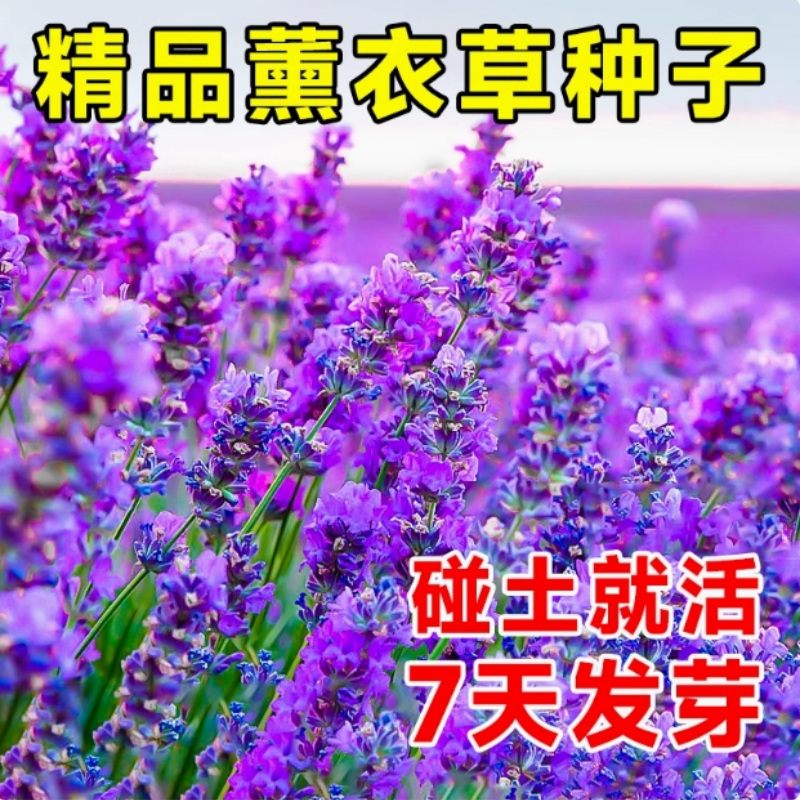 薰衣草花籽盆栽四季开花种子