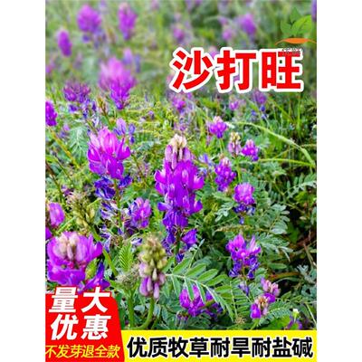 沙打旺种子多年生牧草籽四季常青果园绿肥防沙固土护坡绿化草种孑