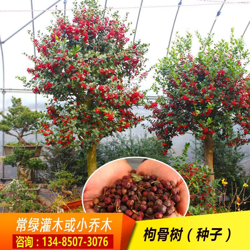 有刺构骨种子无刺枸骨种籽又名猫儿刺老虎刺常绿灌木或小乔木