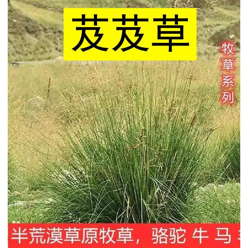 芨芨草种子 芨芨草 牧草种籽积机草席萁草种子耐旱防风固沙耐盐碱
