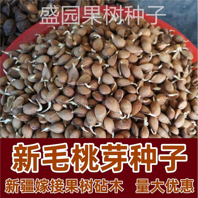 毛桃芽 种子 果树种子 桃仁 杜梨 杏树种子 嫁接砧木野生桃核