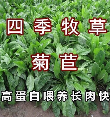 菊苣种籽大叶多年生喂猪菜种子牛羊鱼鸡鸭鹅爱吃的牧草种子兔子草