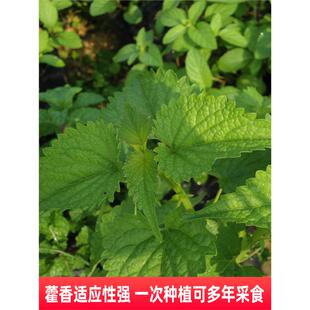 藿香种子药材种子新产藿香种籽可食用解暑霍香正气香草种子多年生