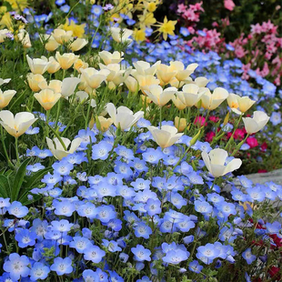 喜林草苗盆栽种子易活四季蓝色花海庭院春播粉蝶花籽喜林草孑