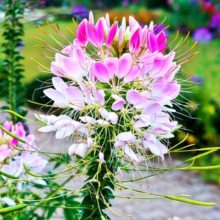 醉蝶花种子紫龙须凤蝶草蜘蛛花籽花坛室外阳台盆栽春季播简单易活