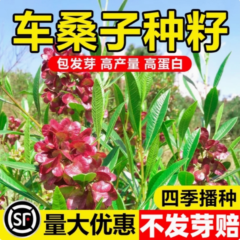 车桑子种子高速公路边坡防护护坡园林绿化草籽固沙护坡灌木草种子