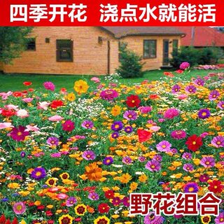 野花组合四季种植开花室外庭院格桑花花籽太阳花种子易活花种籽子