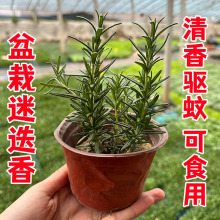 迷迭香盆栽可食用香草植物香料西餐牛排调料新鲜苗防蚊子驱蚊植物