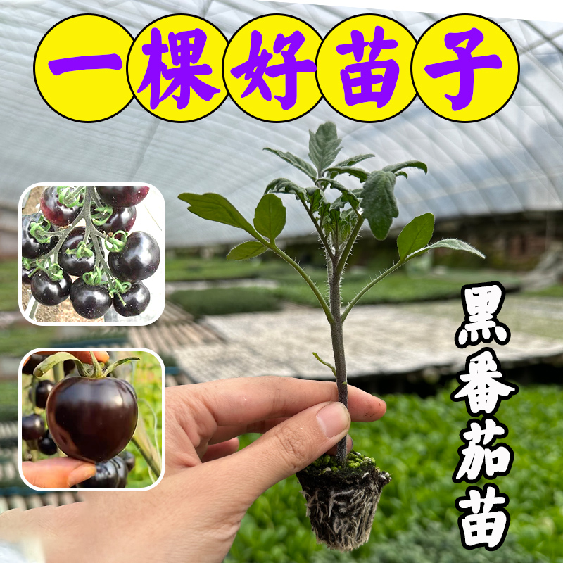 小黑番茄种苗紫番茄籽苗水果四季盆西红柿四季苗寿光蔬菜种 鲜花速递/花卉仿真/绿植园艺 种苗/半成品盆栽 原图主图