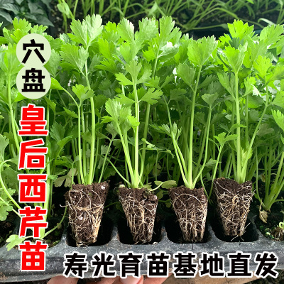 拔现发芹菜苗法国皇后芹菜苗