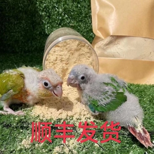 小太阳鹦鹅活鸟和尚幼鸟黄边凤梨肉桂蓝化带标识专用半毛雏鸟奶粉