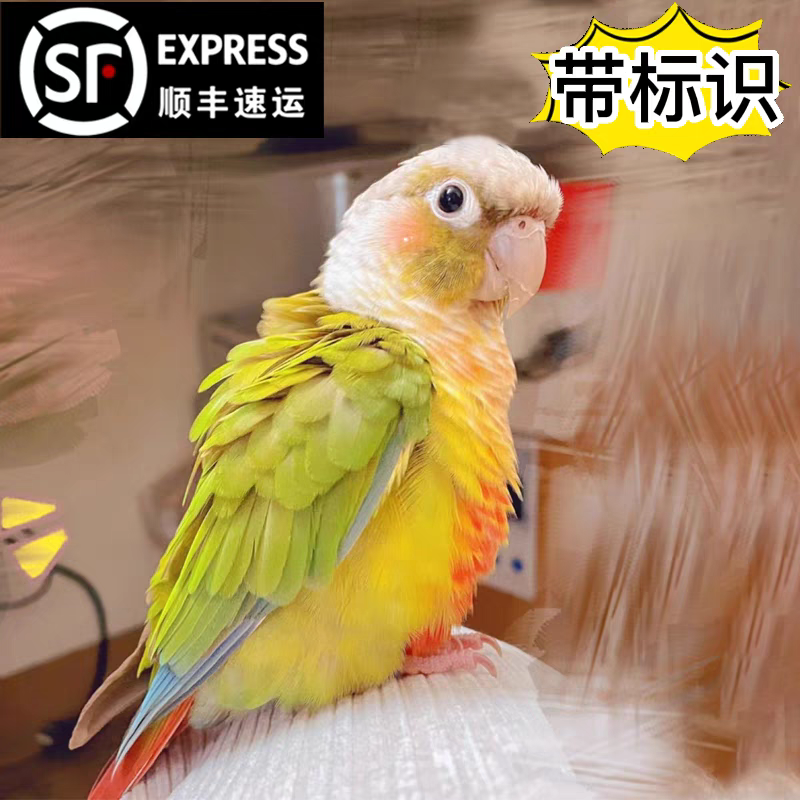 小太阳黄边凤梨肉桂蓝化和尚标识小鸟类专用混合粮雏鸟蛋小米奶粉