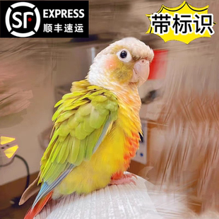 小太阳黄边凤梨肉桂蓝化和尚标识小鸟类专用混合粮雏鸟蛋小米奶粉