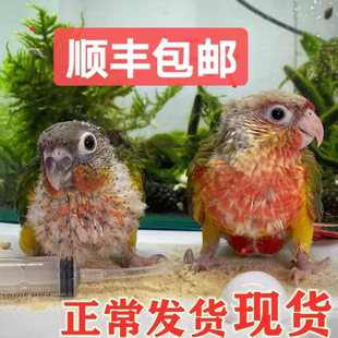 小太阳黄边凤梨肉桂蓝化和尚标识小鸟类专用混合粮雏鸟蛋小米奶粉