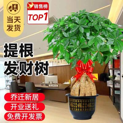 提根发财树客厅大盆栽办公室内落地大型绿植真树绿色植物开业送礼