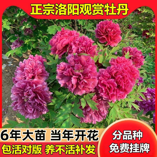 洛阳庭院室外牡丹花苗好养菏泽