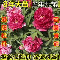 洛阳正宗观赏牡丹花苗重瓣大苗阳台庭院盆栽花卉室内外菏泽花王