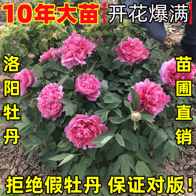 洛阳正宗菏泽牡丹花苗大苗重瓣绿牡丹树苗室内外阳台四季盆栽花卉