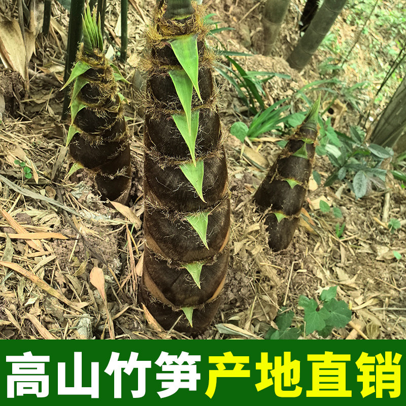 四川竹笋鲜嫩脆笋尖冬笋春笋罗汉笋方竹笋水竹笋商用食材火锅笋