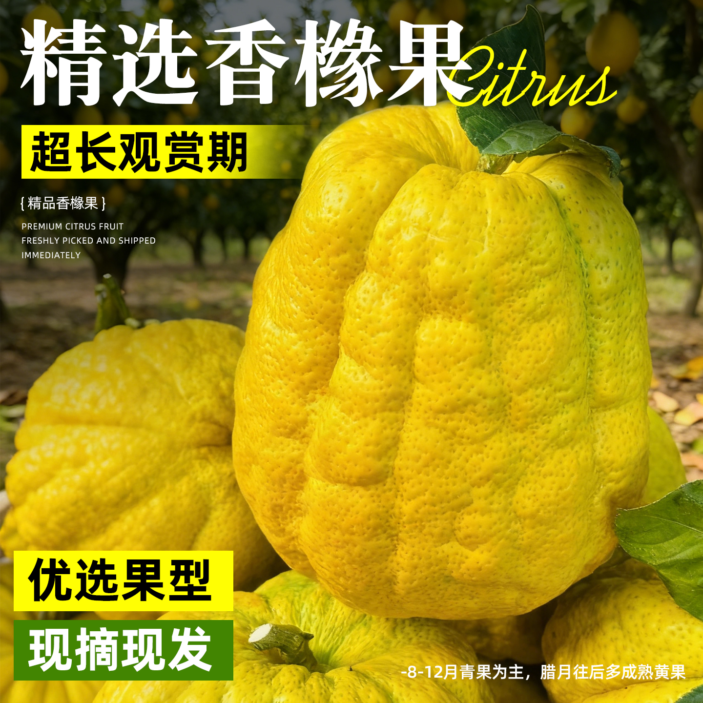 云南香橼新鲜香橼果佛手柑现摘清供观赏闻香天然香薰自然清香绿植